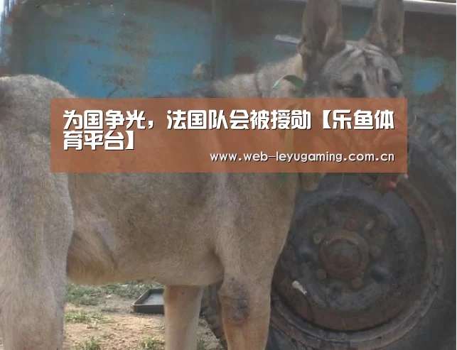 为国争光，法国队会被授勋【乐鱼体育平台】(图1)