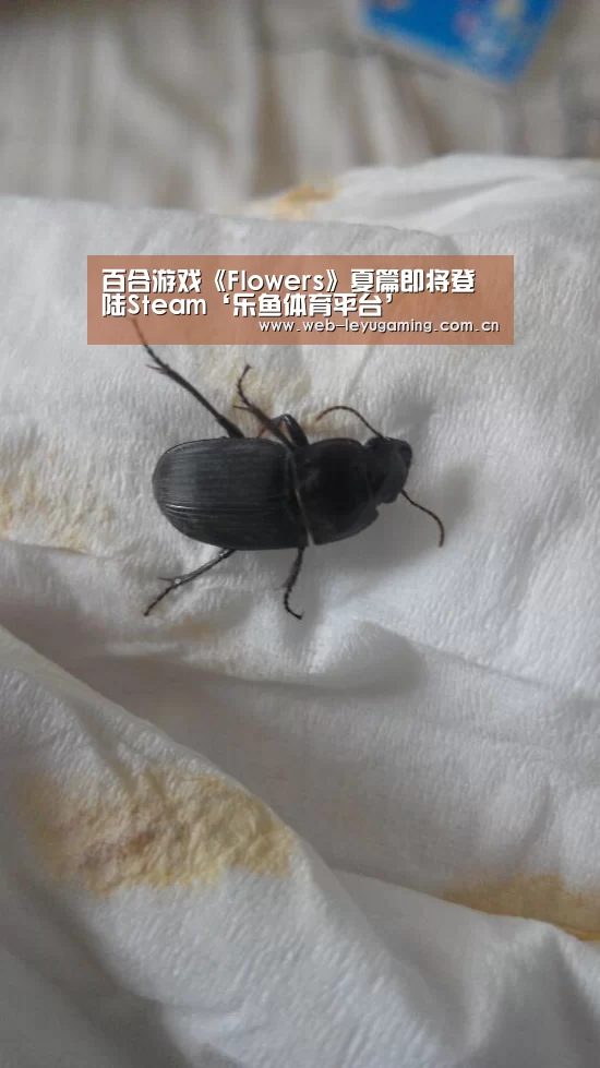 百合游戏《Flowers》夏篇即将登陆Steam‘乐鱼体育平台’(图1) 百合游戏《Flowers》夏篇即将登陆Steam‘乐鱼体育平台’(图1)